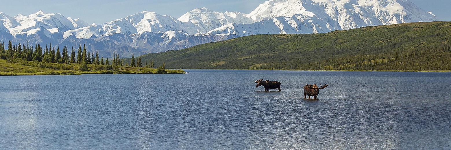 bull-moose-wildlife-alaska