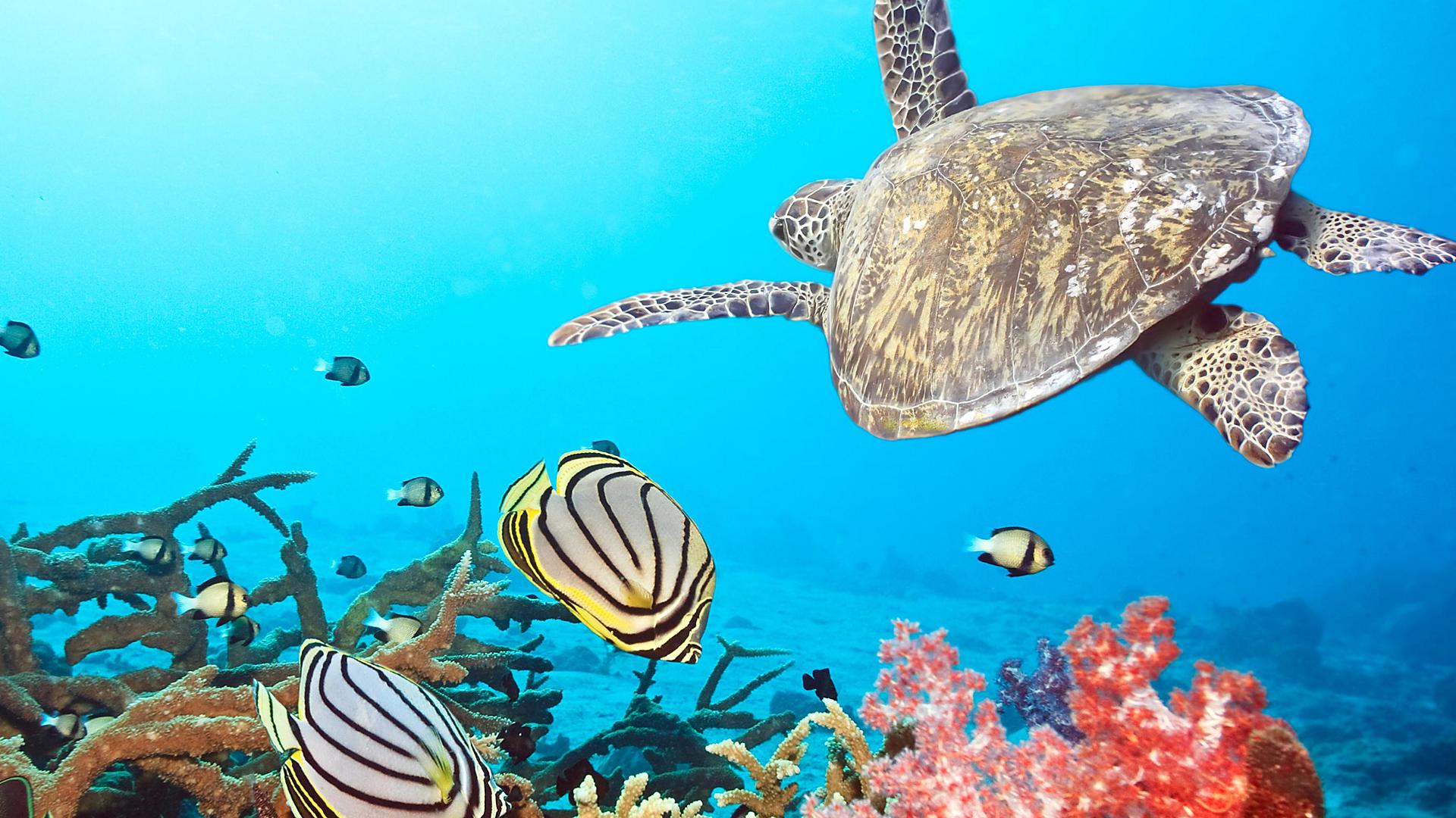 butterfly-fishes-and-turtle-underwater-landscape