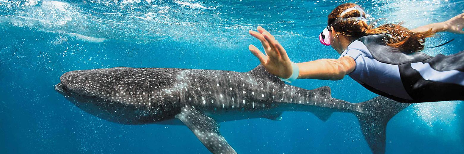 cozumel-mexico-snorkeling-swim-with-whale-shark