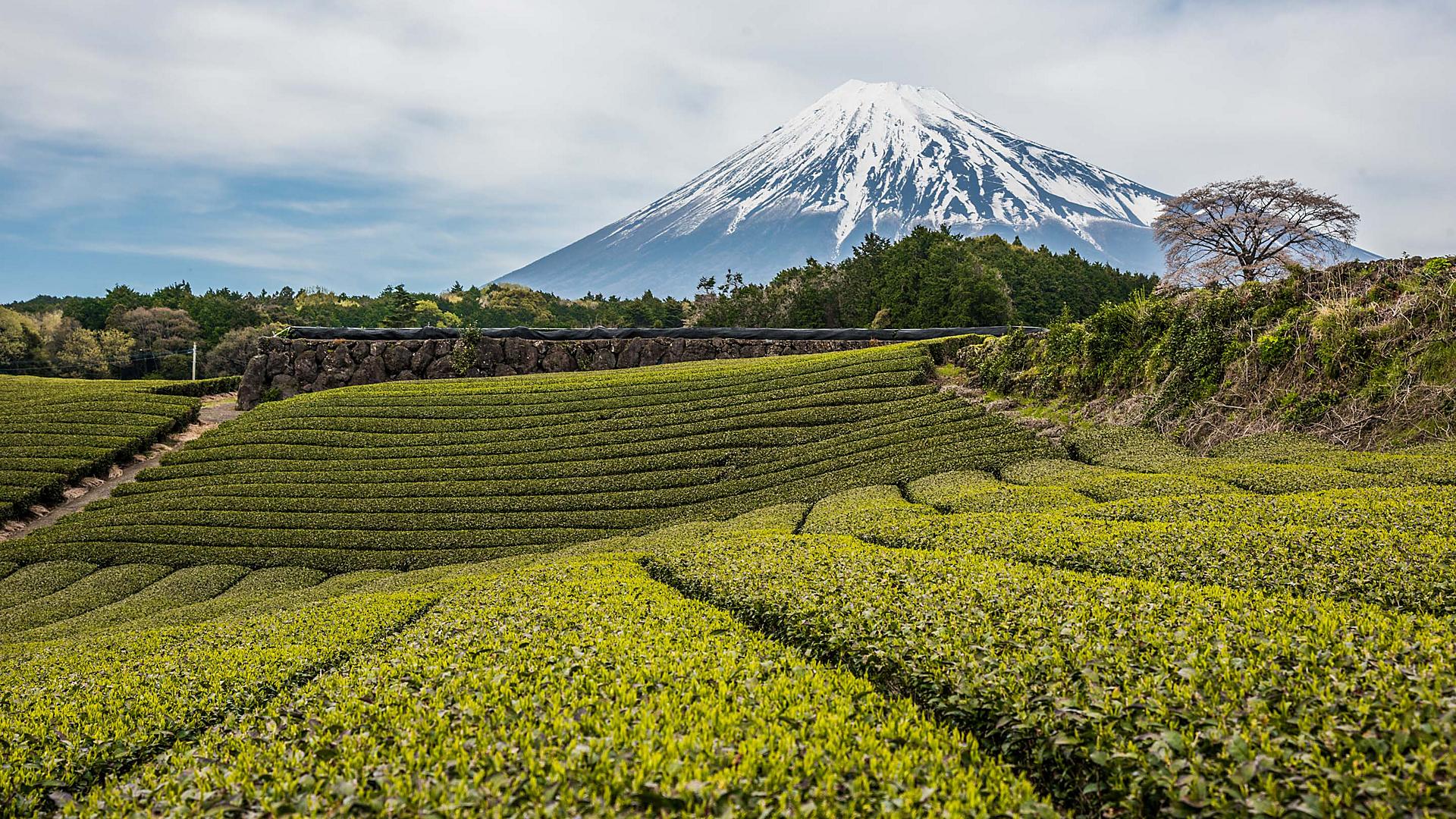japan-mount-fuji-green-tea-fields